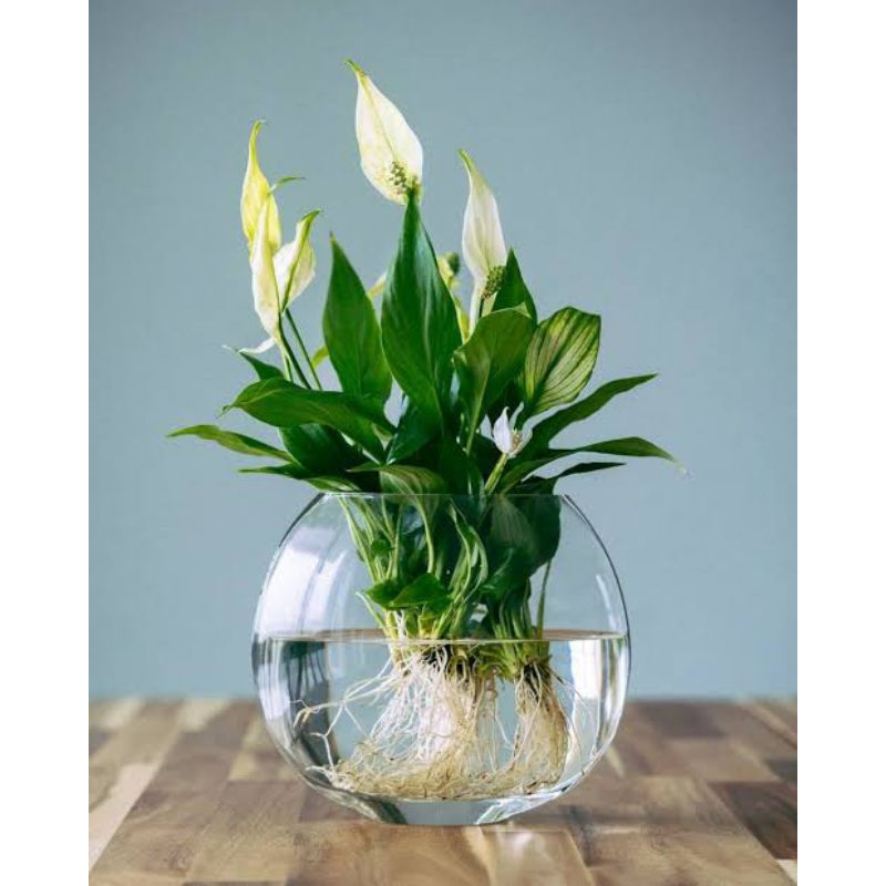 Bunga Peace Lily (Spathiphyllum)